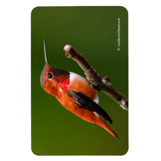 さくらんぼ素晴らしの木の上のハチドリ マグネット (縦)