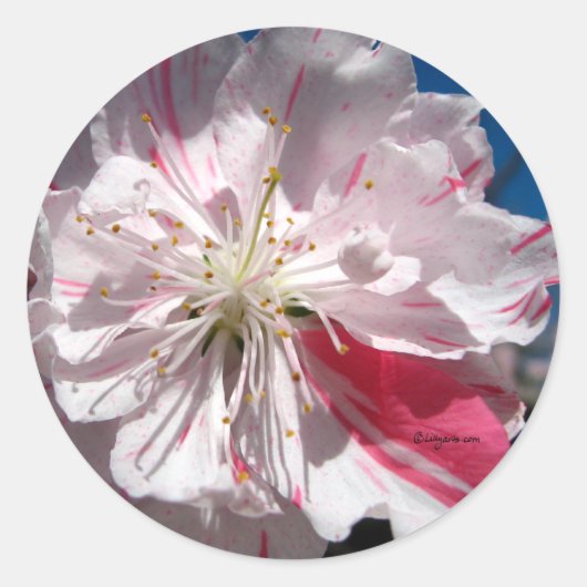 さくらんぼ結婚ブロッサム封筒用シール ラウンドシール (正面)