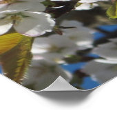 さくらんぼ花のポスタープリント ポスター (角)