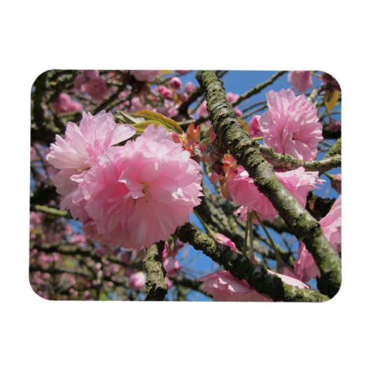 さくらんぼ花ズマグネット マグネット (横)