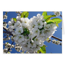 さくらんぼ花ハート