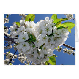 さくらんぼ花ハート