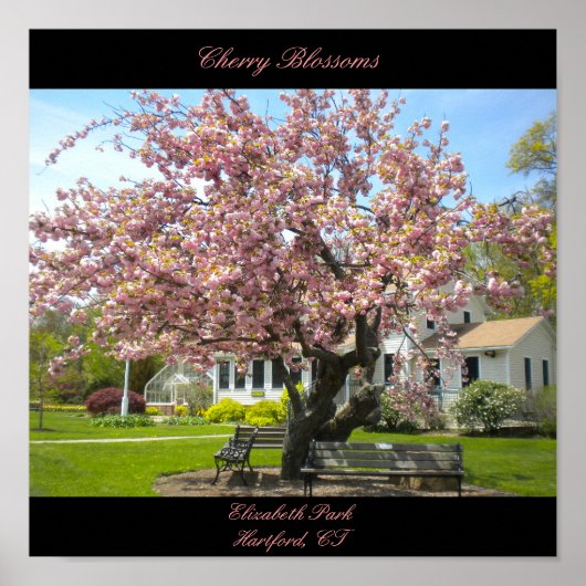 さくらんぼ花ポスター ポスター (正面)