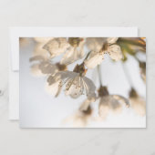 さくらんぼ花自然写真カード (正面)