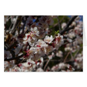 さくらんぼ花 (正面横)