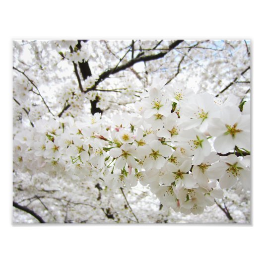 さくらんぼ花12プリント フォトプリント            (正面)