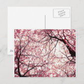 さくらんぼ花2 ポストカード (正面/裏面)