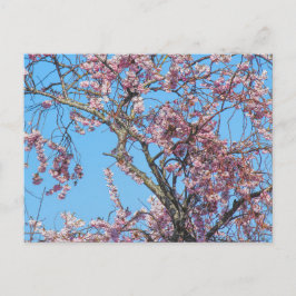 さくらんぼ花。ウェールズのハガキ ポストカード