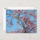 さくらんぼ花。ウェールズのハガキ ポストカード (正面/裏面)