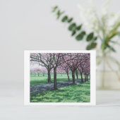 さくらんぼ花。ザメドウズエディンバラポラB.アレックス シーズンポストカード (スタンド正面)