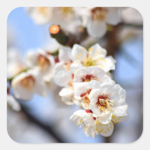 さくらんぼ花 スクエアシール
