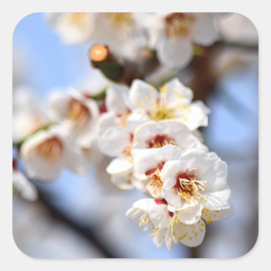 さくらんぼ花 スクエアシール (正面)