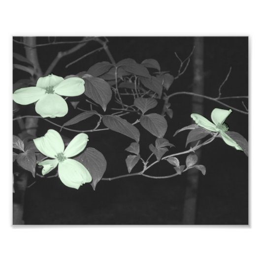 さくらんぼ花 フォトプリント            (正面)