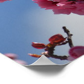 さくらんぼ花 ポスター (角)