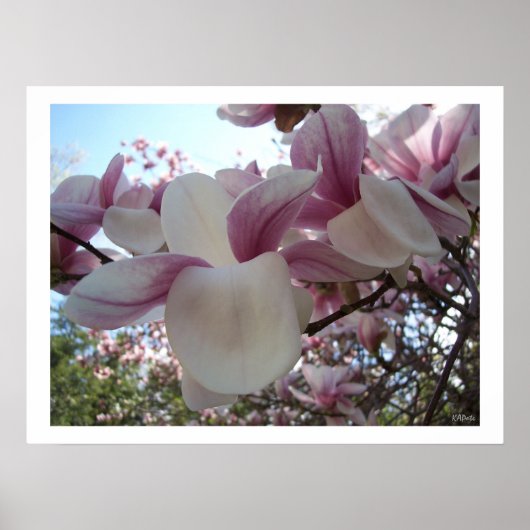 さくらんぼ花 ポスター (正面)