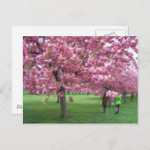 さくらんぼ花 ポストカード (正面/裏面)