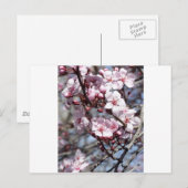 さくらんぼ花 ポストカード (正面/裏面)