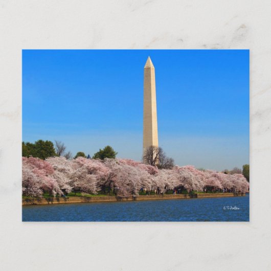 さくらんぼ花 ポストカード (正面)