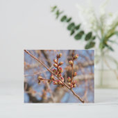 さくらんぼ葉書 ポストカード (スタンド正面)