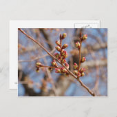 さくらんぼ葉書 ポストカード (正面/裏面)