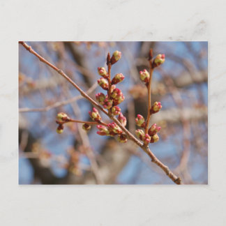 さくらんぼ葉書 ポストカード