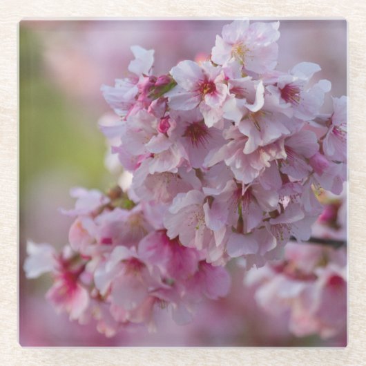 さくらんぼ開花3月 ガラスコースター (正面)