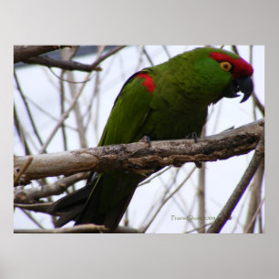 さくらんぼ頭のConure 1 ポスター