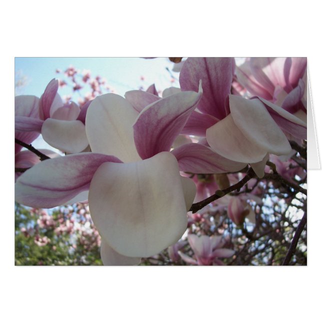 さくらんぼ (正面横)