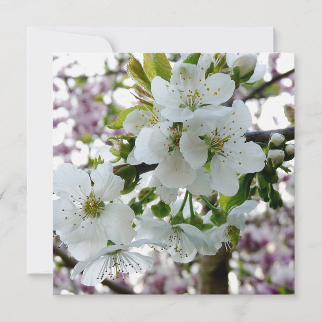 さくらんぼ (正面)