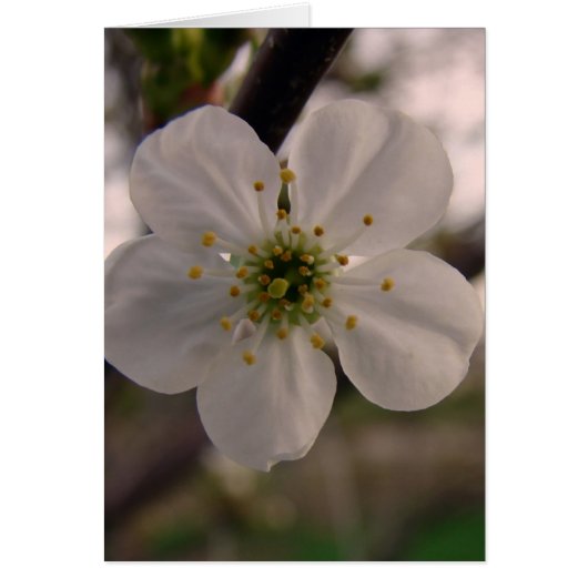 さくらんぼ (正面)