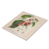 さくらんぼ6のx 6インチのセラミックタイルの台所装飾 タイル (側面)