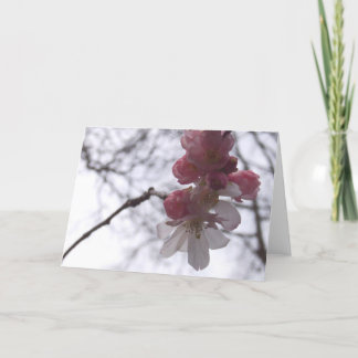 さくらんぼ カード