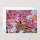 さくらんぼ・ツリーのスパロー ポストカード (正面/裏面)