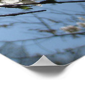 さくらんぼ・ブロッサム・エクニオンズ、プリント ポスター (角)