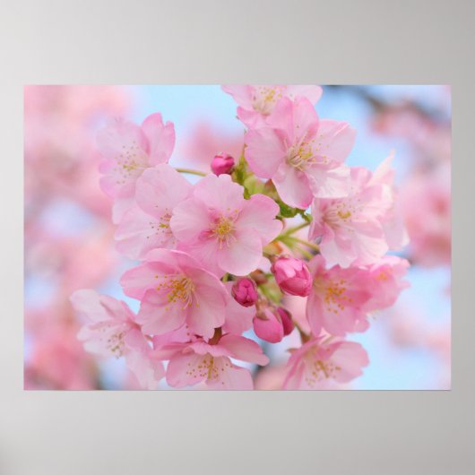 さくらんぼ ポスター (正面)