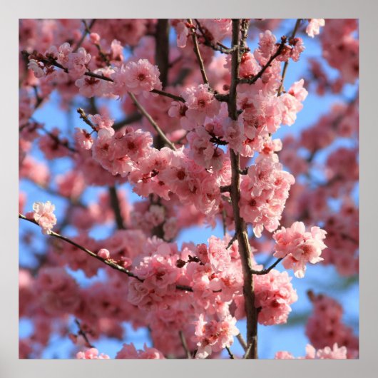 さくらんぼ ポスター (正面)