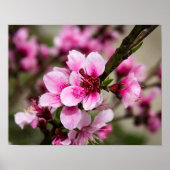 さくらんぼ ポスター (正面)