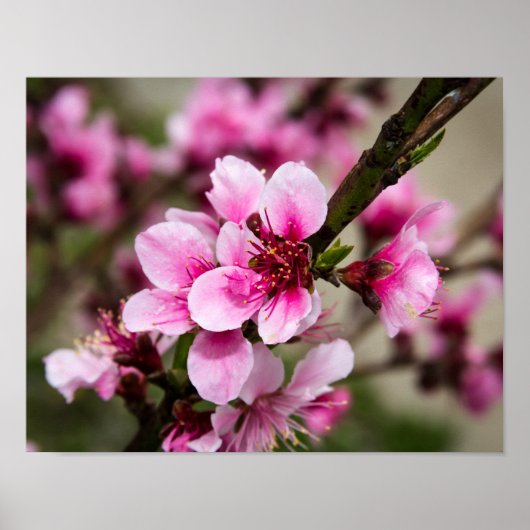 さくらんぼ ポスター (正面)