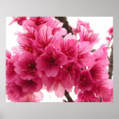 さくらんぼ ポスター (正面)