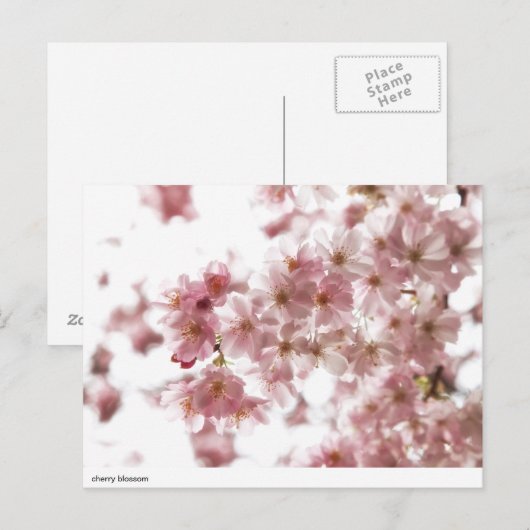 さくらんぼ ポストカード (正面/裏面)