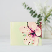 さくらんぼ ポストカード (スタンド正面)