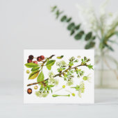 さくらんぼ ポストカード (スタンド正面)