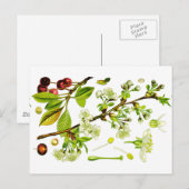 さくらんぼ ポストカード (正面/裏面)