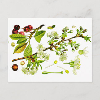 さくらんぼ ポストカード