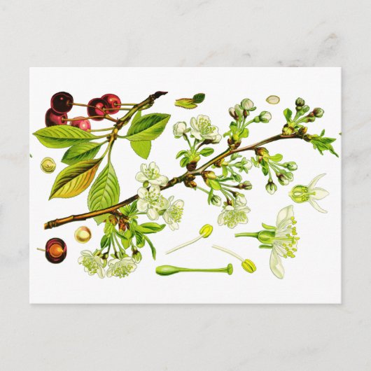 さくらんぼ ポストカード (正面)