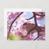 さくらんぼ ポストカード (正面/裏面)