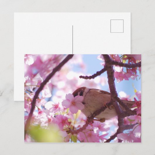 さくらんぼ ポストカード (正面/裏面)