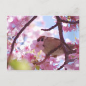 さくらんぼ ポストカード (正面)