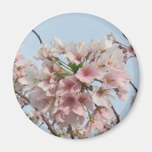 さくらんぼ マグネット (正面)