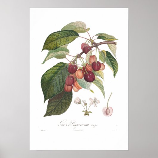 さくらんぼ、大ハート型 ポスター (正面)